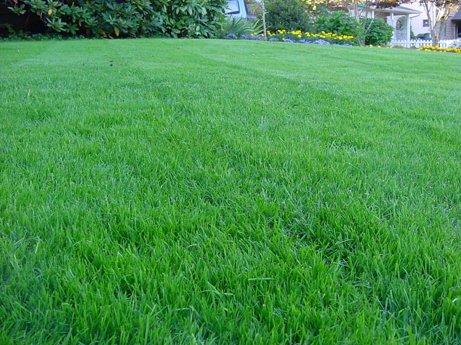 lawn care maintenance