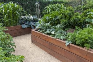 vegetable gardens