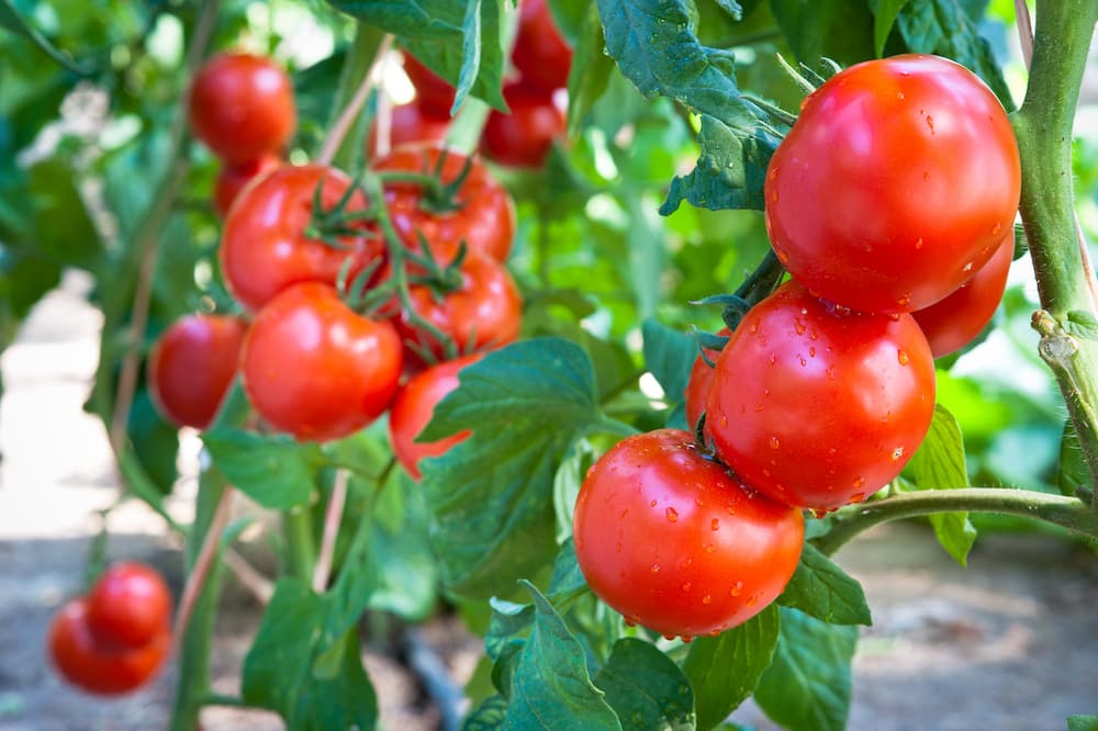 what to plant in spring melbourne