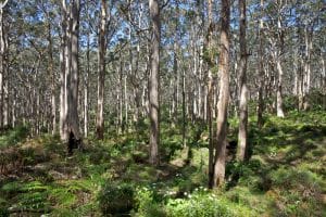 landscaping tips for fire rated and bushfire prone areas