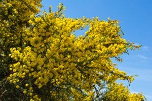 Native trees