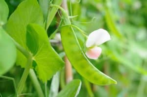 how to look after your garden in winter