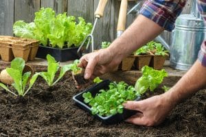 gardening-ideas-lockdown