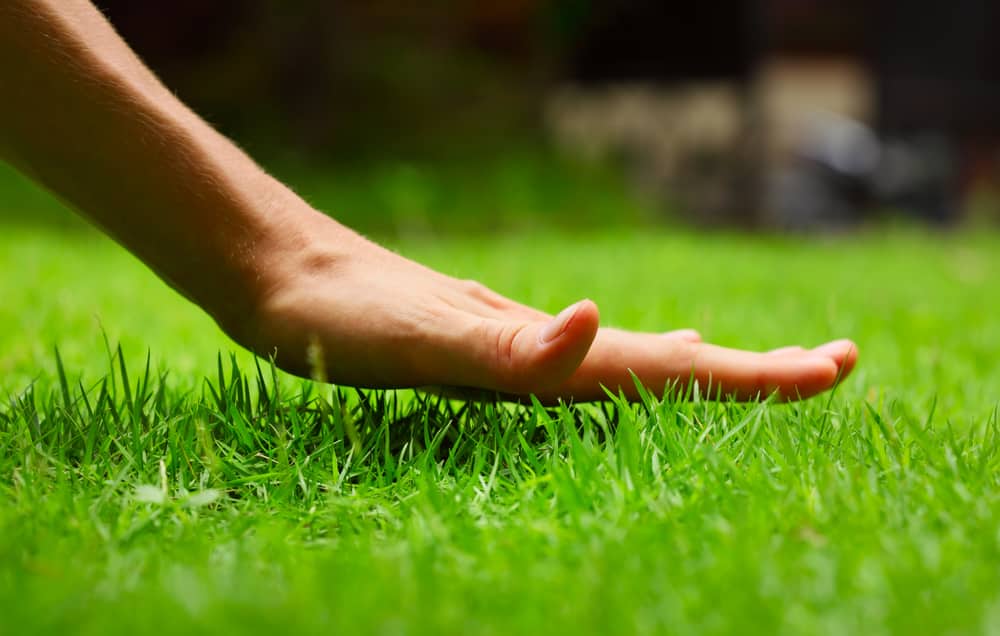 top lawn care questions answered